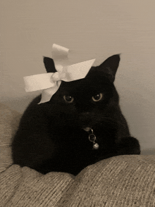 a black cat is wearing a white bow on its head