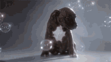 Dogs Bubbles GIF