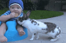 Baby Cookie GIF - Baby Cookie Bunny GIFs