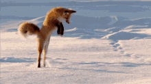 Dog Jump GIF - Dog Jump Snow GIFs