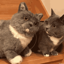 Cat Stuffed Animal GIF - Cat Stuffed Animal Twins GIFs