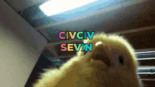 Civciv Sevin GIF - Civciv Sevin GIFs