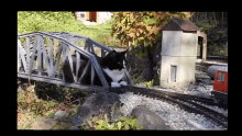 Cat Train GIF - Cat Train GIFs