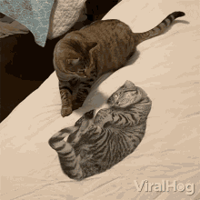 Cat Smacks A Sleeping Kitty Viralhog GIF - Cat Smacks A Sleeping Kitty Viralhog Cat Hitting A Sleeping Kitty GIFs