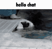 Hello Chat GIF - Hello Chat Cute GIFs