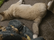 Hadassa Allison Zarya The Laika GIF - Hadassa Allison Zarya The Laika Puppy Sleeping On Floor GIFs