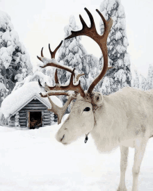 Reindeer GIF - Reindeer GIFs