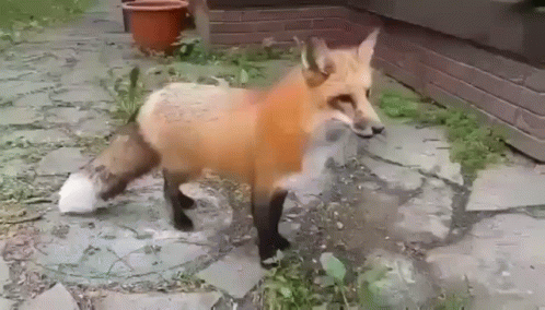 foxplosion-fox.gif
