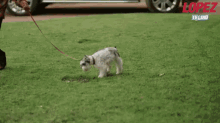 George And Benny GIF - George Lopez Dog Walk Cute Dog GIFs
