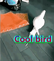 cool bird cool bird