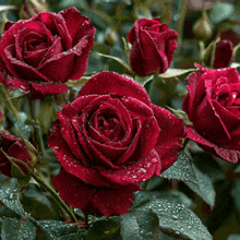 a bunch of red roses with water drops on their petals