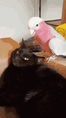 cat kitty bird friends head massage