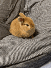 Bnuy Bunny GIF - Bnuy Bunny Flat GIFs