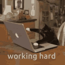 Working Cat Cat GIF - Working Cat Cat Sending Email Asap GIFs