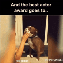dog cute best actor award dude things