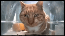 Cat Is Sick Of His Food GIF - Cat Is Sick Of His Food GIFs