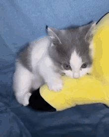 Chuyfoxy Cat GIF - Chuyfoxy Cat Kitten GIFs