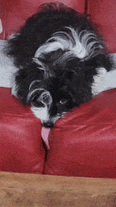 Dog Chien GIF - Dog Chien Licking GIFs