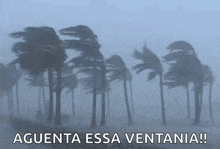 Hurricane Windy GIF