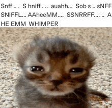 a kitten with a sad look on its face and a caption that says sniff