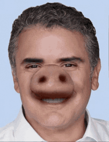 Pig Nose Uribe GIF - Pig Nose Uribe Marranito GIFs
