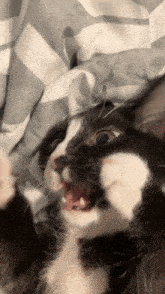 a black and white cat with its mouth open is laying on a bed