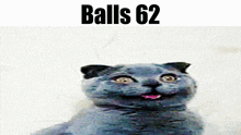 Balls Balls 62 GIF - Balls Balls 62 Cat GIFs