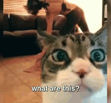 What Are This Camera GIF - Cat Camera Curious GIFs
