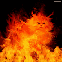 Burning Cat GIF - Burning Cat Flames GIFs