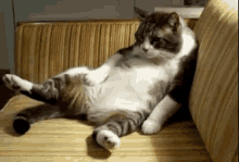 Fat Cat GIF - Cat Ugly Fat GIFs