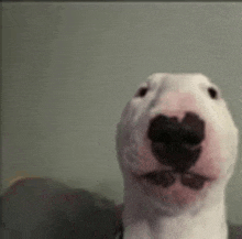 a close up of a bull terrier looking at the camera with a big nose .