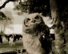 Sassy Owl GIF - Sassy Owl GIFs