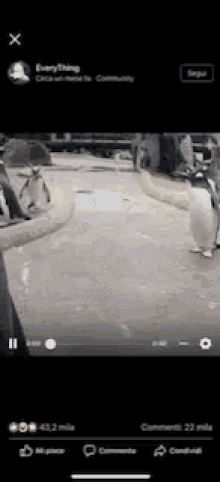 a screenshot of a facebook video of penguins being fed