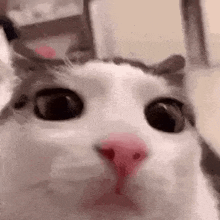 Cat Blinking GIF - Cat Blinking Closeup GIFs