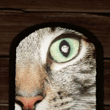 a close up of a cat 's green eye with a diamond in it