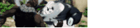 a panda bear is being attacked by a snake in a cartoon .