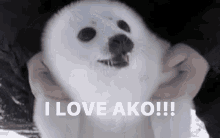 Ako Seal GIF - Ako Seal Iloveako GIFs