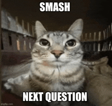 Smash Next Question GIF - Smash Next Question Pls Stop Tenor GIFs