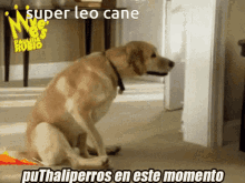 Super Super Leone GIF - Super Super Leone Leo GIFs