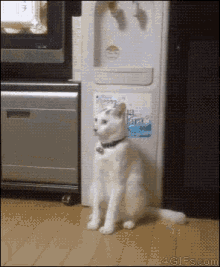 Cat Stand GIF