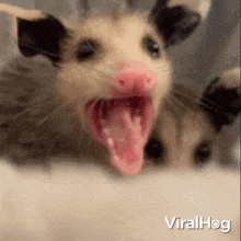 Stay Away From Me Opossum GIF