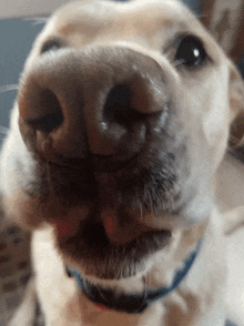 Aurum Dog GIF - Aurum Dog Aurum Man GIFs