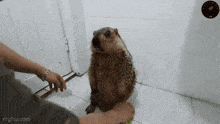 a person is petting a hedgehog sitting on the floor in a bathroom .