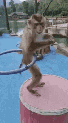 monkey hulahoop
