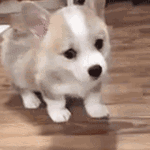 a small brown and white dog is standing on a wooden floor .