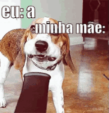Beagle Cachorrobravo Minhamãe GIF - Beagle Mad Dog My Mom GIFs