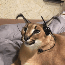 Floppa Gamer GIF - Floppa Gamer Cat GIFs