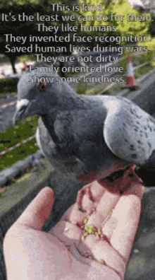 pigeon dove feed human kind