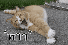แมวหาว ง่วง ขี้เกียจ GIF - Cat Yawn Sleepy GIFs