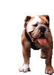 Perro Bull Dog Sticker - Perro Bull Dog Stickers